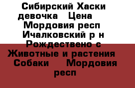 Сибирский Хаски, девочка › Цена ­ 1 - Мордовия респ., Ичалковский р-н, Рождествено с. Животные и растения » Собаки   . Мордовия респ.